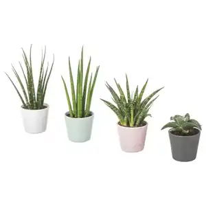 SANSEVIERIA Pflanze mit Übertopf, Bogenhanf versch. Farben, 6 cm