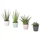 Bild 1 von SANSEVIERIA Pflanze mit Übertopf, Bogenhanf versch. Farben, 6 cm