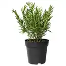 Bild 1 von ROSMARINUS OFFICINALIS Topfpflanze, Rosmarin, 14 cm