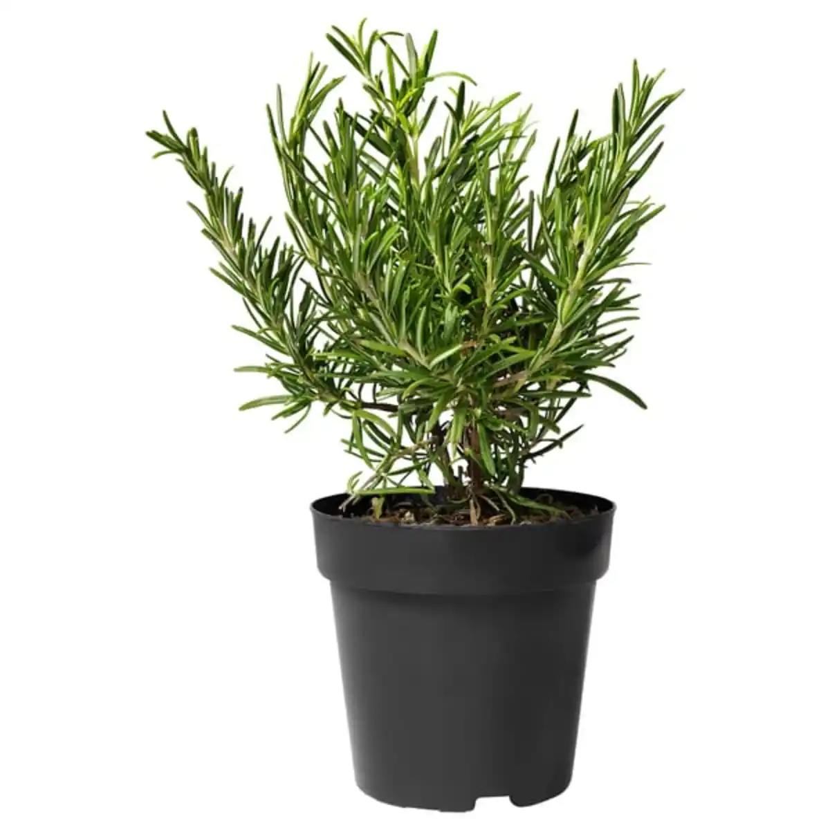 Bild 1 von ROSMARINUS OFFICINALIS Topfpflanze, Rosmarin, 14 cm