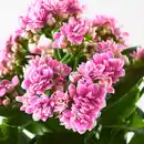 Bild 2 von KALANCHOE Pflanze, Flamm. Käthchen, gefüllt versch. Farben, 6 cm
