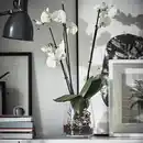 Bild 3 von PHALAENOPSIS Pflanze, Orchidee/2 Stängel, 12 cm