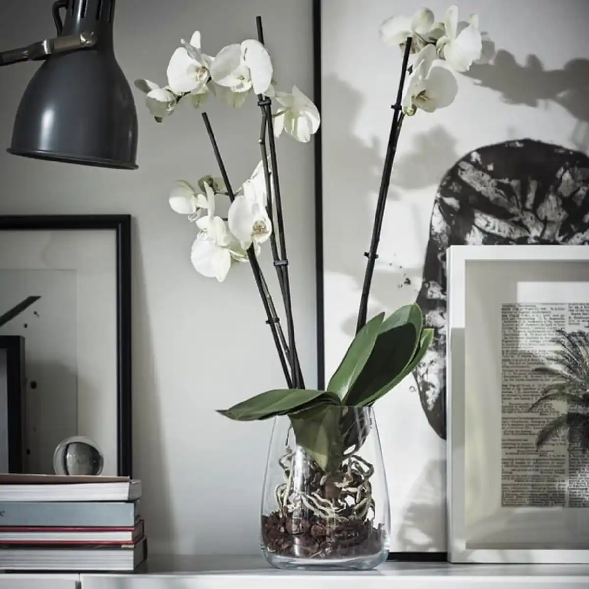 Bild 3 von PHALAENOPSIS Pflanze, Orchidee/2 Stängel, 12 cm