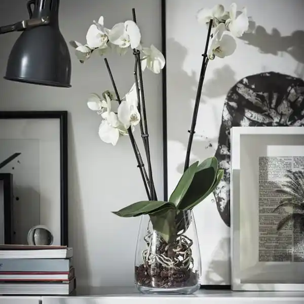 Bild 3 von PHALAENOPSIS Pflanze, Orchidee/2 Stängel, 12 cm