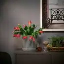 Bild 2 von SCHLUMBERGERA Pflanze, Weihnachtskaktus, 12 cm