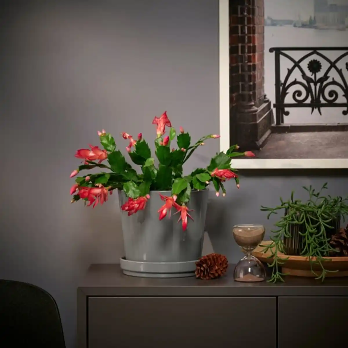 Bild 2 von SCHLUMBERGERA Pflanze, Weihnachtskaktus, 12 cm