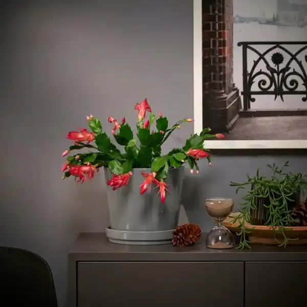 Bild 2 von SCHLUMBERGERA Pflanze, Weihnachtskaktus, 12 cm