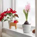 Bild 2 von HYACINTHUS Topfpflanze, 1 Zwiebel, Hyazinthe versch. Farben, 8 cm
