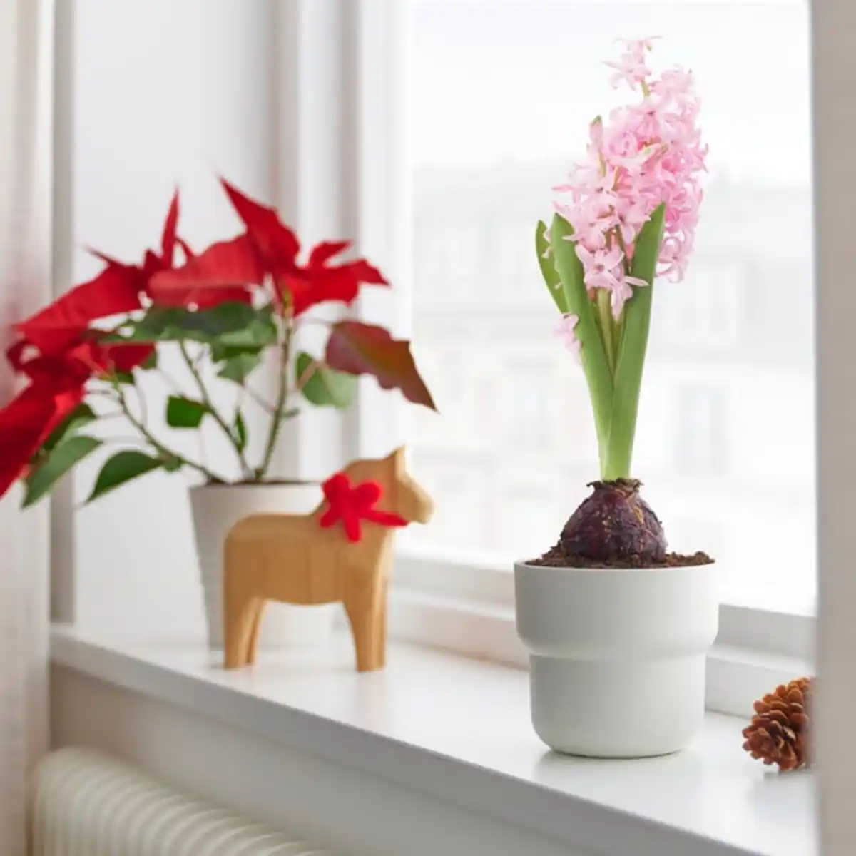 Bild 2 von HYACINTHUS Topfpflanze, 1 Zwiebel, Hyazinthe versch. Farben, 8 cm