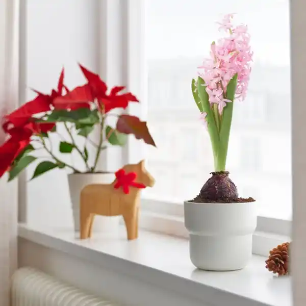 Bild 2 von HYACINTHUS Topfpflanze, 1 Zwiebel, Hyazinthe versch. Farben, 8 cm