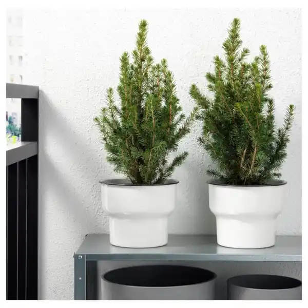 Bild 3 von PICEA GLAUCA CONICA Pflanze, Zuckerhutfichte, 15 cm