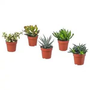 SUCCULENT Pflanze, versch. Arten/Sukkulente, 9 cm