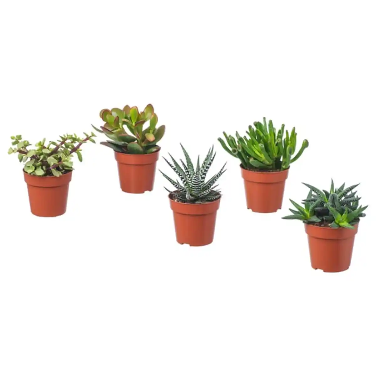 Bild 1 von SUCCULENT Pflanze, versch. Arten/Sukkulente, 9 cm