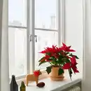 Bild 3 von POINSETTIA Pflanze, Weihnachtsstern, 13 cm