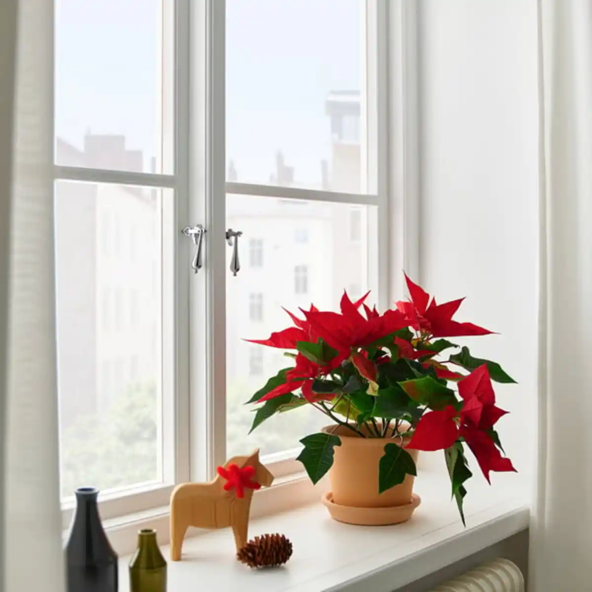 Bild 3 von POINSETTIA Pflanze, Weihnachtsstern, 13 cm