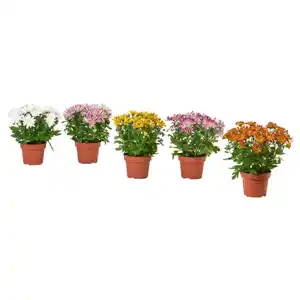 CHRYSANTHEMUM Pflanze, Chrysantheme versch. Farben, 15 cm