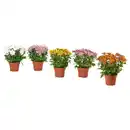 Bild 1 von CHRYSANTHEMUM Pflanze, Chrysantheme versch. Farben, 15 cm