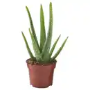 Bild 1 von ALOE VERA Pflanze, Aloe Vera, 12 cm