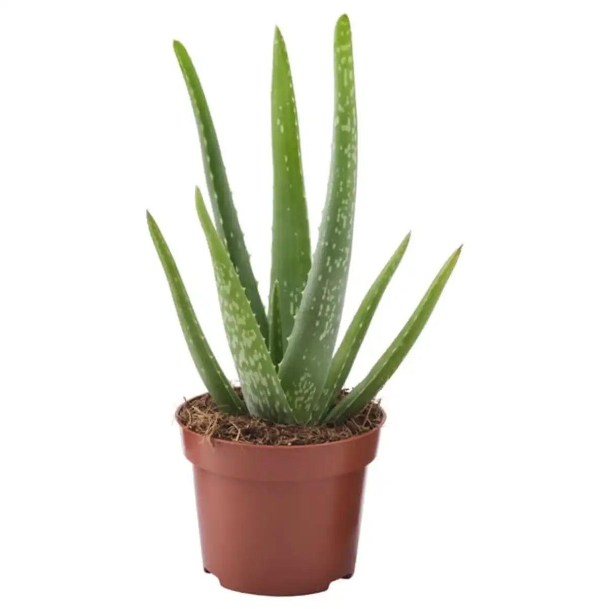 Bild 1 von ALOE VERA Pflanze, Aloe Vera, 12 cm
