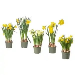 NARCISSUS Pflanze, versch. Arten/Narzisse, 12 cm