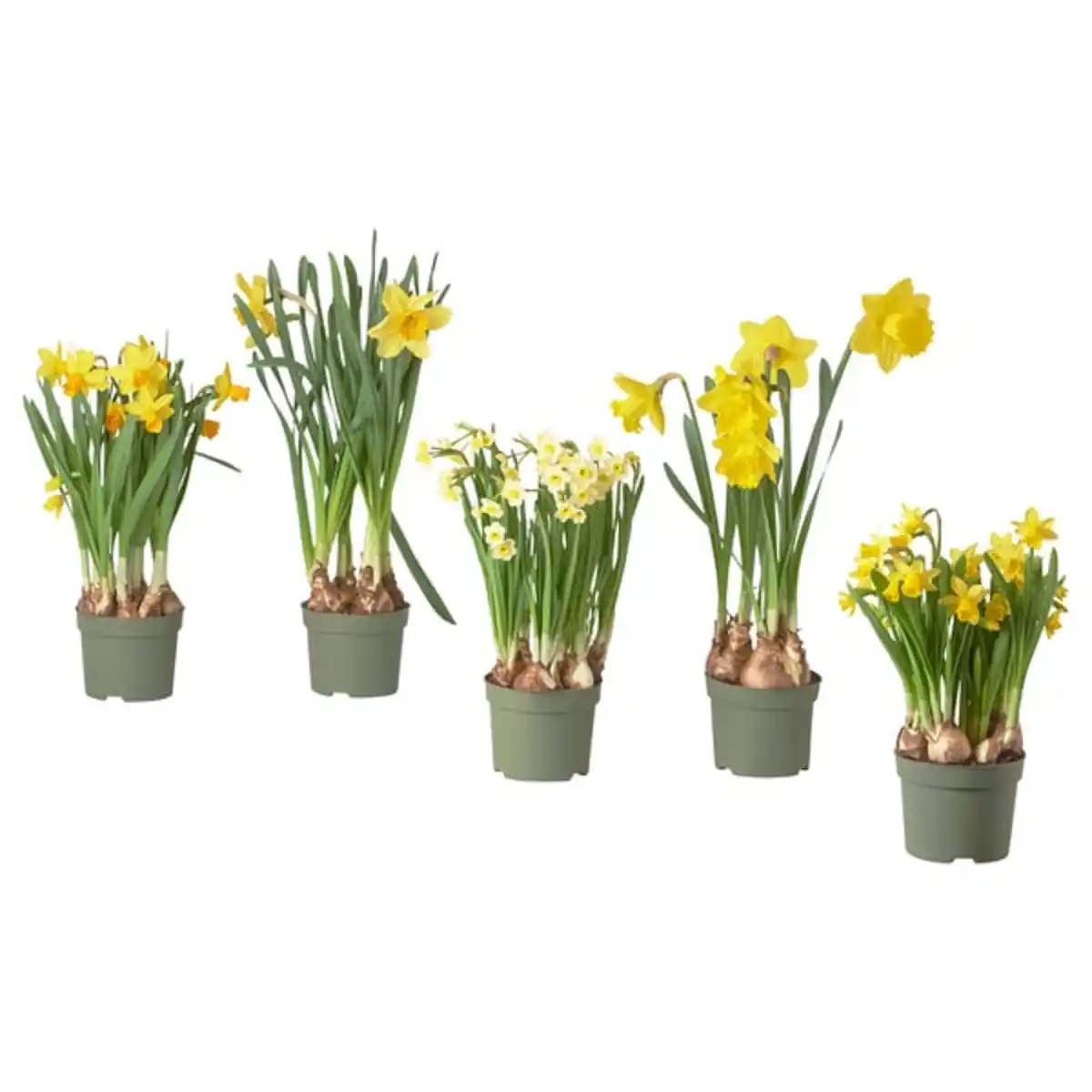 Bild 1 von NARCISSUS Pflanze, versch. Arten/Narzisse, 12 cm