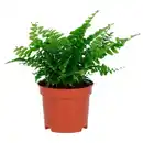 Bild 1 von NEPHROLEPIS Pflanze, Farn, 9 cm