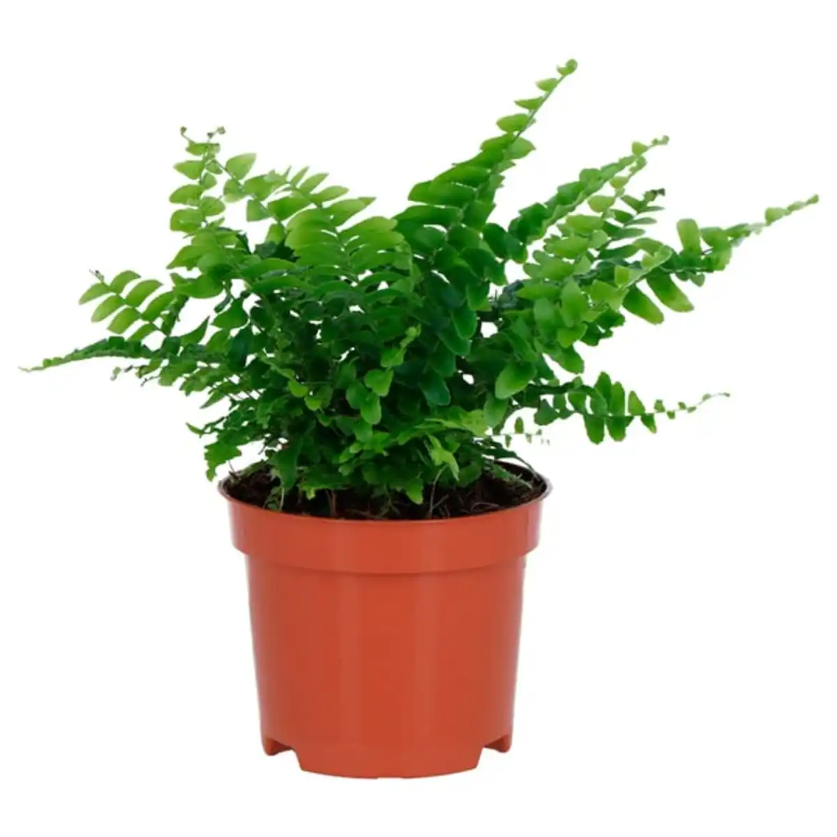 Bild 1 von NEPHROLEPIS Pflanze, Farn, 9 cm