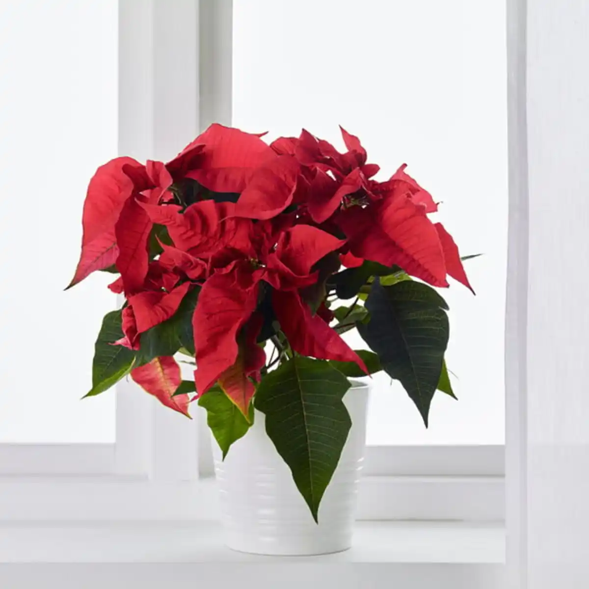 Bild 4 von POINSETTIA Pflanze, Weihnachtsstern, 13 cm