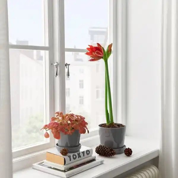 Bild 2 von HIPPEASTRUM Pflanze, Amaryllis/2 Blüten versch. Farben, 13 cm
