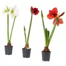 Bild 1 von HIPPEASTRUM Pflanze, Amaryllis/2 Blüten versch. Farben, 13 cm