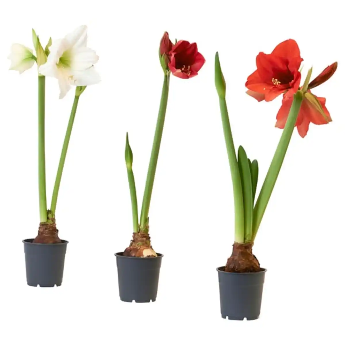 Bild 1 von HIPPEASTRUM Pflanze, Amaryllis/2 Blüten versch. Farben, 13 cm