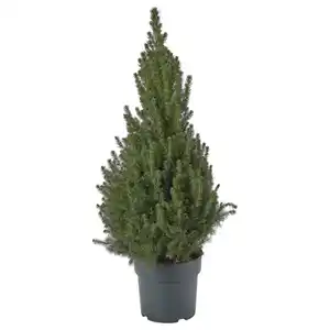 PICEA GLAUCA CONICA Pflanze, Zuckerhutfichte, 23 cm