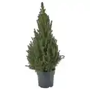 Bild 1 von PICEA GLAUCA CONICA Pflanze, Zuckerhutfichte, 23 cm