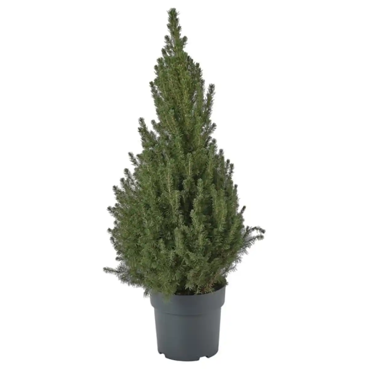 Bild 1 von PICEA GLAUCA CONICA Pflanze, Zuckerhutfichte, 23 cm