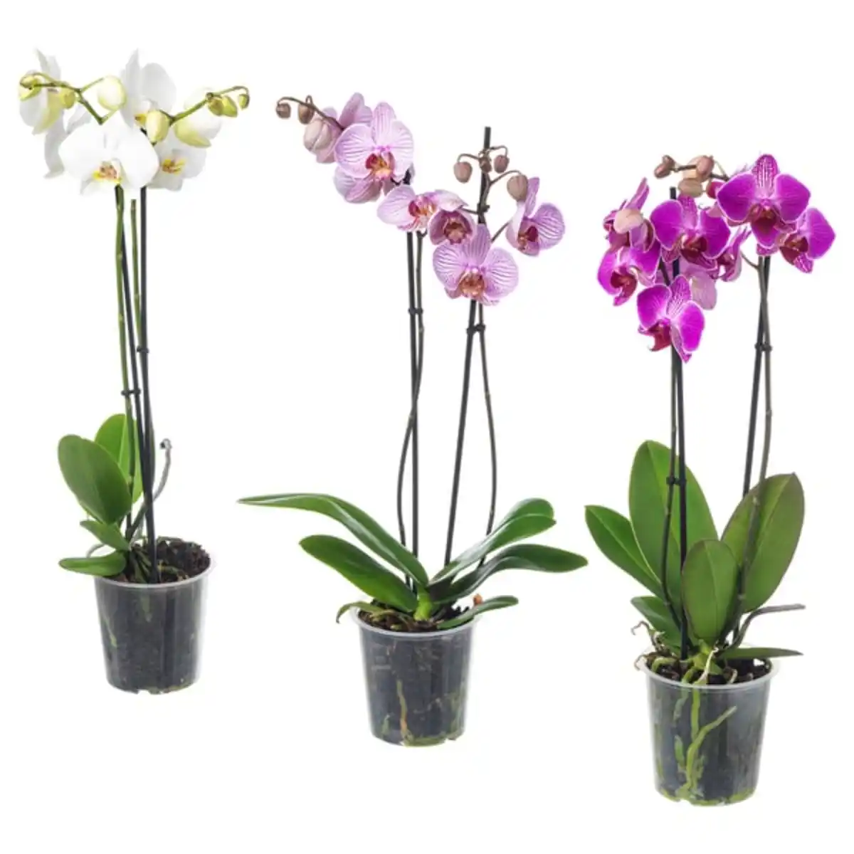 Bild 1 von PHALAENOPSIS Pflanze, Orchidee/2 Stängel, 12 cm