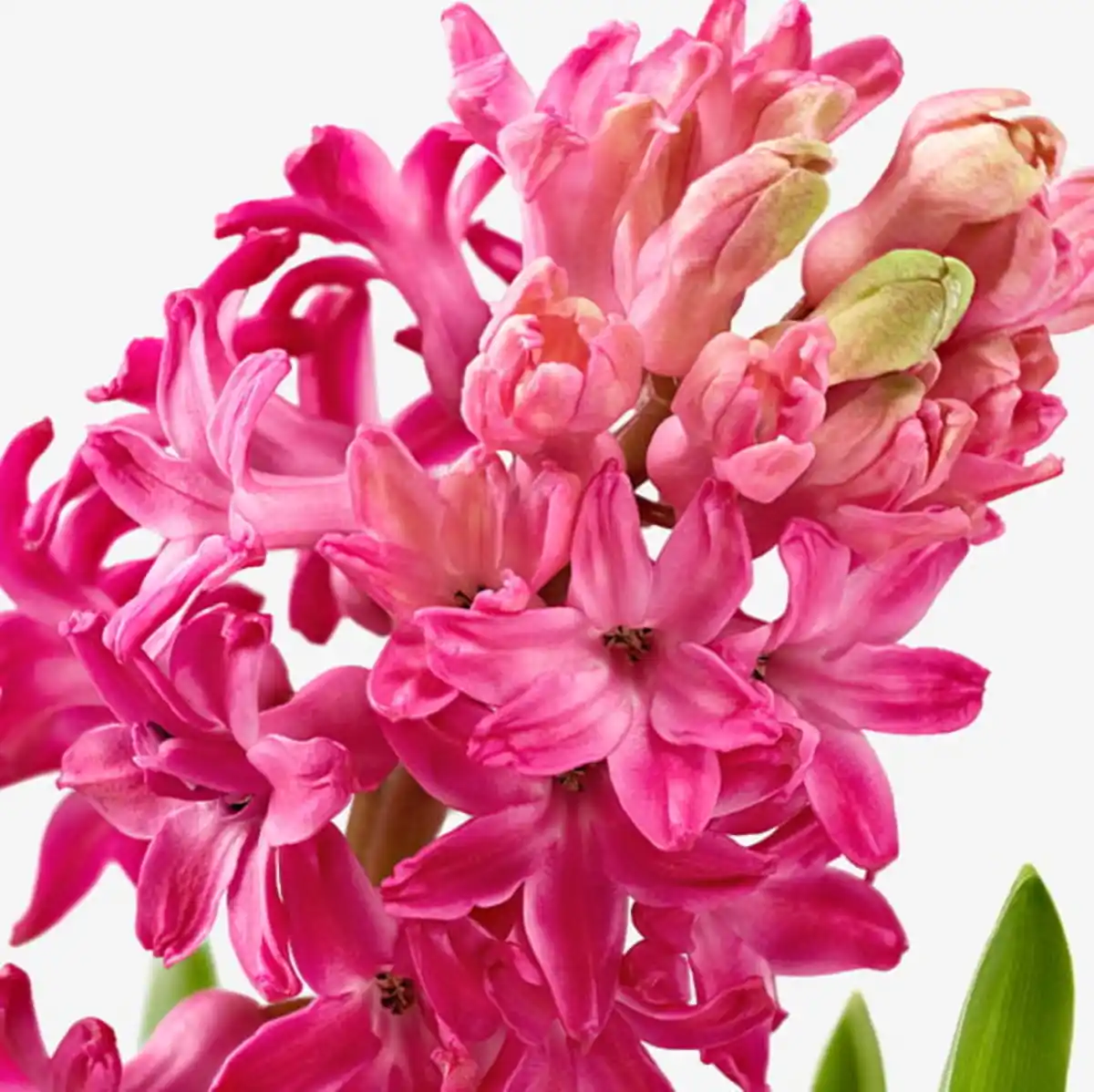 Bild 4 von HYACINTHUS Topfpflanze 3 Zwiebeln, Hyazinthe versch. Farben, 12 cm