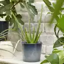 Bild 3 von ALOE VERA Pflanze, Aloe Vera, 12 cm