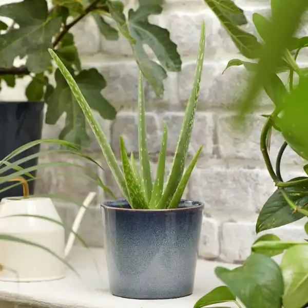 Bild 3 von ALOE VERA Pflanze, Aloe Vera, 12 cm