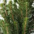 Bild 3 von PICEA GLAUCA CONICA Pflanze, Zuckerhutfichte, 23 cm