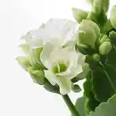 Bild 3 von KALANCHOE Pflanze, Flamm. Käthchen, gefüllt versch. Farben, 6 cm