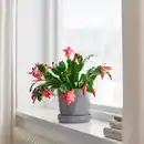 Bild 3 von SCHLUMBERGERA Pflanze, Weihnachtskaktus, 12 cm