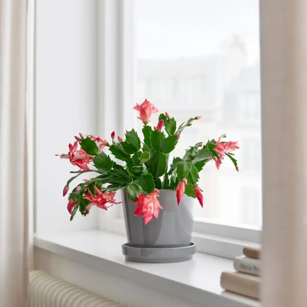Bild 3 von SCHLUMBERGERA Pflanze, Weihnachtskaktus, 12 cm