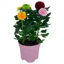 Bild 1 von CHRYSANTHEMUM Pflanze, Chrysantheme, 14 cm