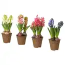 Bild 1 von HYACINTHUS Topfpflanze 3 Zwiebeln, Hyazinthe versch. Farben, 12 cm