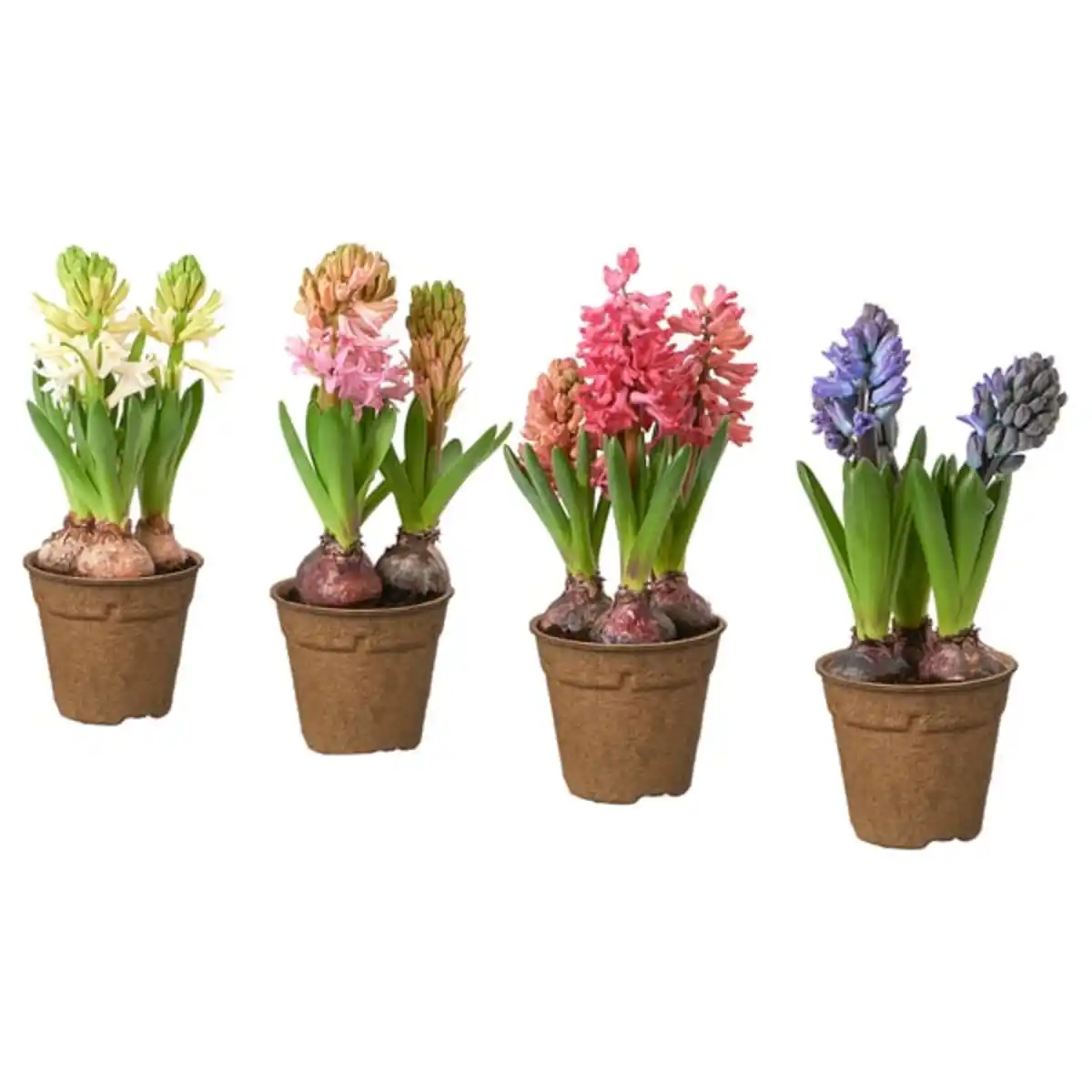 Bild 1 von HYACINTHUS Topfpflanze 3 Zwiebeln, Hyazinthe versch. Farben, 12 cm