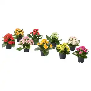 KALANCHOE Pflanze, Flamm. Käthchen, gefüllt versch. Farben, 6 cm