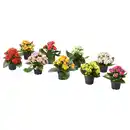 Bild 1 von KALANCHOE Pflanze, Flamm. Käthchen, gefüllt versch. Farben, 6 cm