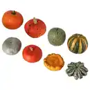 Bild 1 von CUCURBITA Zierkürbis, 20 cm