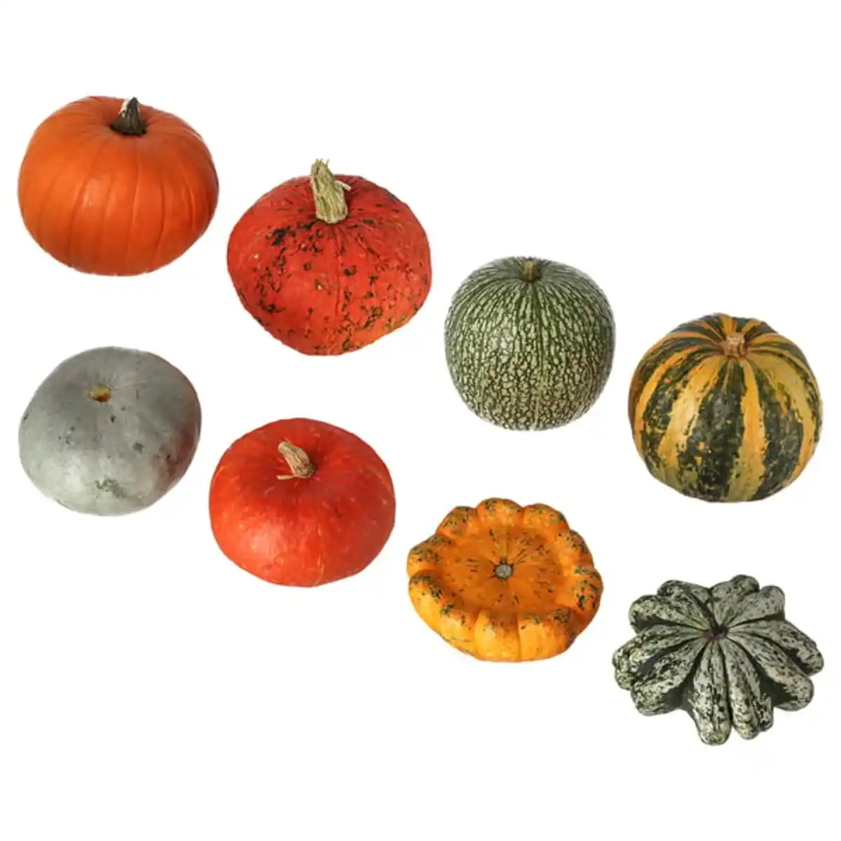 Bild 1 von CUCURBITA Zierkürbis, 20 cm