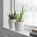 Bild 2 von ALOE VERA Pflanze, Aloe Vera, 12 cm